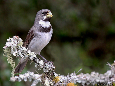 GARGANTILLO (Sporophila caerulescens)  - Rincón de Vignoli-FLORIDA (Diciembre 2012)